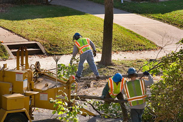  Little Flock, AR Tree Service Pros